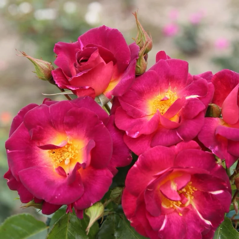 Strauchrose 'Ile de Fleurs' Purpurviolett