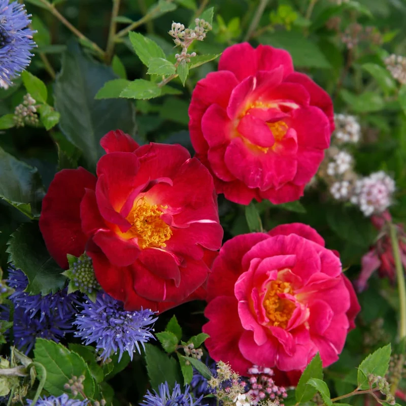 Strauchrose 'Ile de Fleurs' Purpurviolett