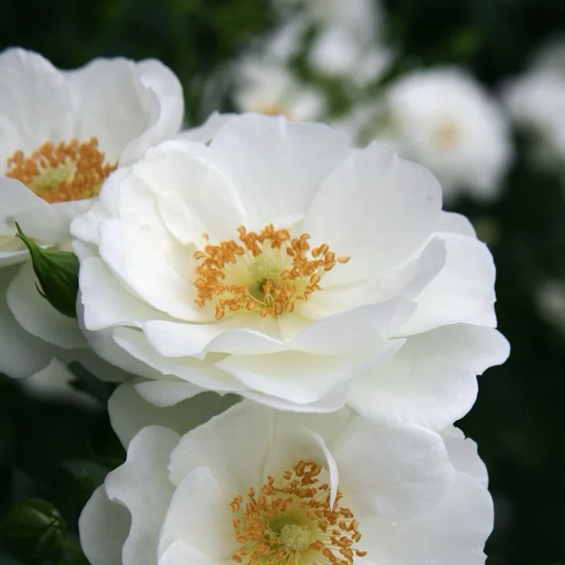 Bodendeckerrose 'Innocencia'® Reinweiß