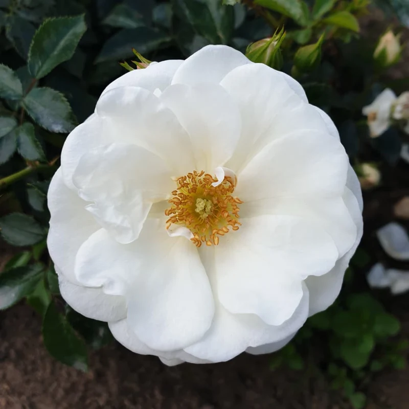 Bodendeckerrose 'Innocencia'® Reinweiß