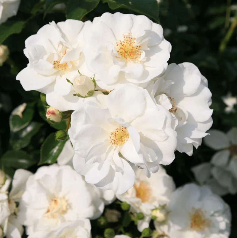Bodendeckerrose 'Innocencia'® Reinweiß