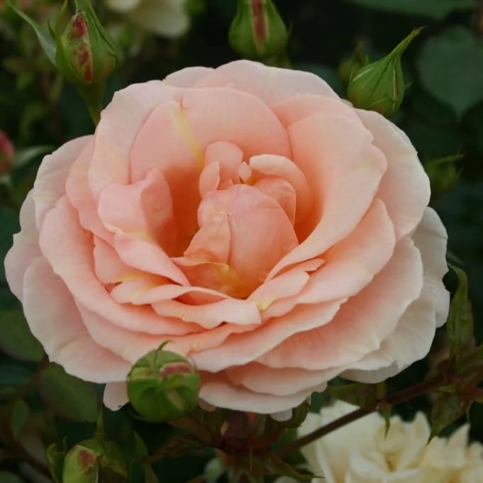 Beetrose 'Impala'® Apricot