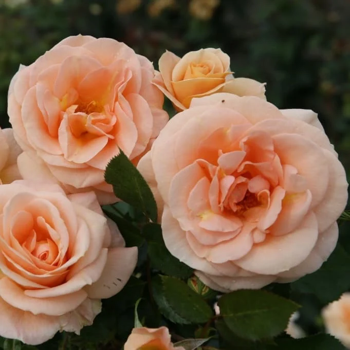 Beetrose 'Impala'® Apricot