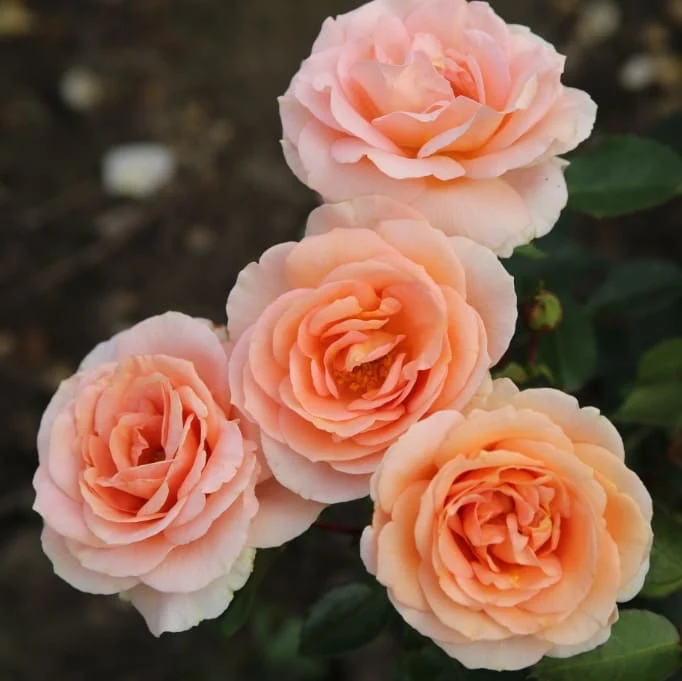 Beetrose 'Impala'® Apricot