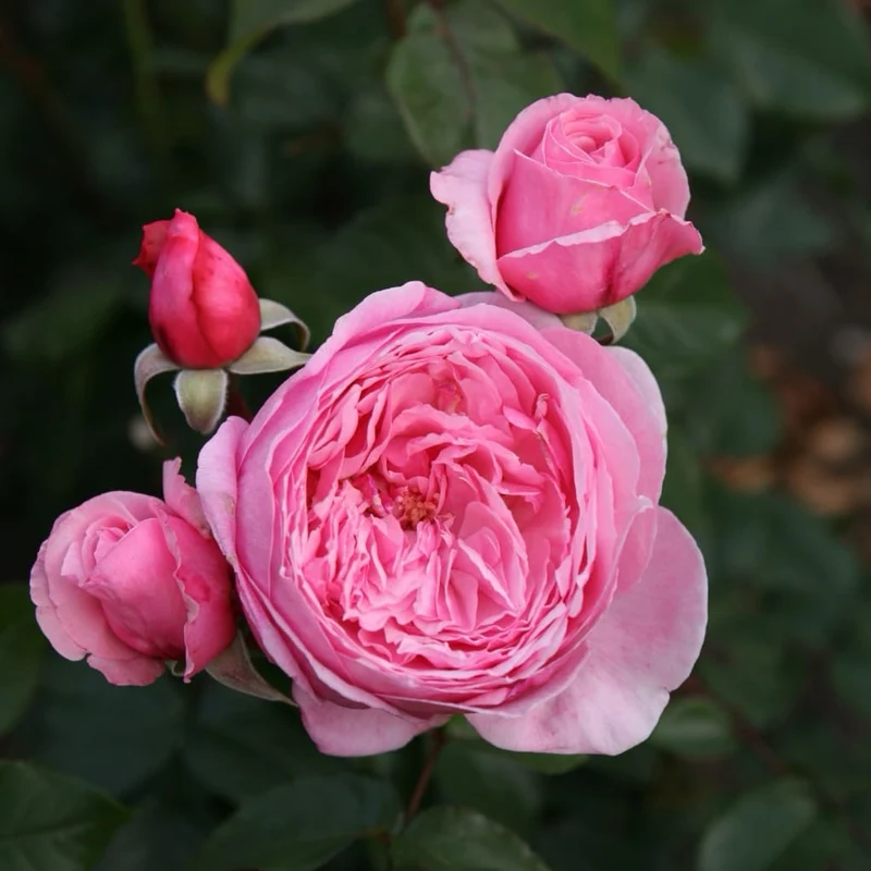 Kletterrose 'Kiss me Kate'® Rosa