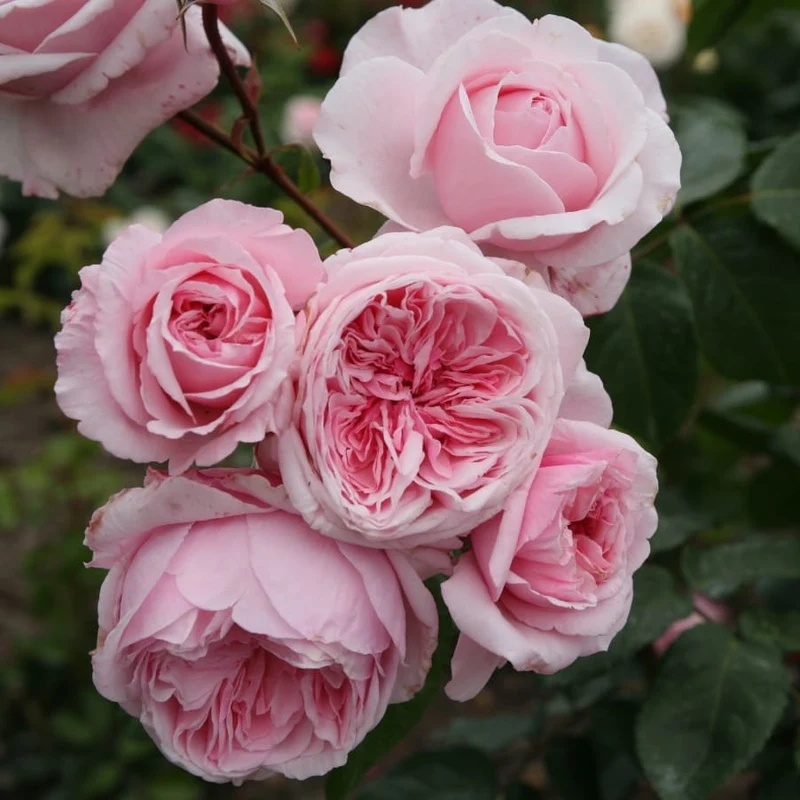 Kletterrose 'Kiss me Kate'® Rosa