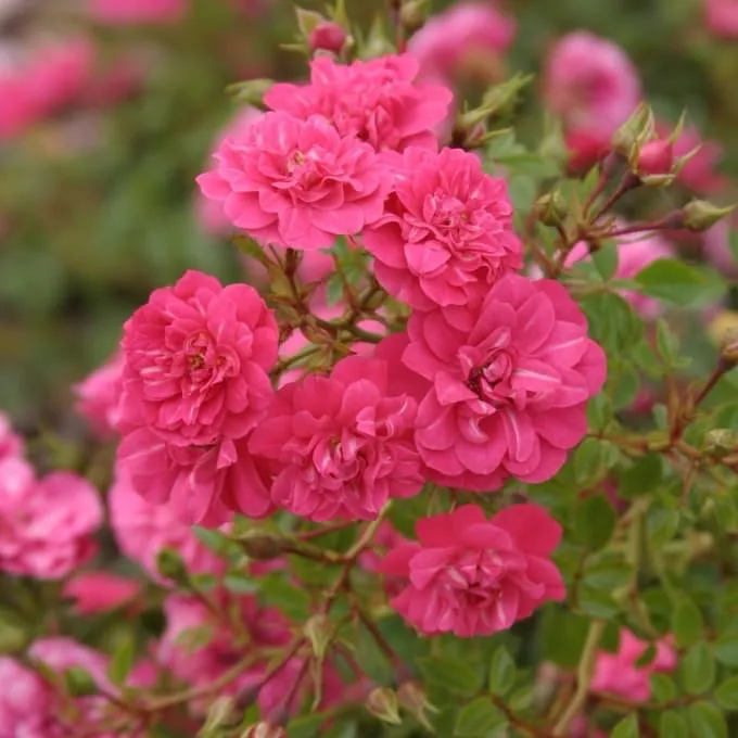 Bodendeckerrose 'Knirps'® Rosa