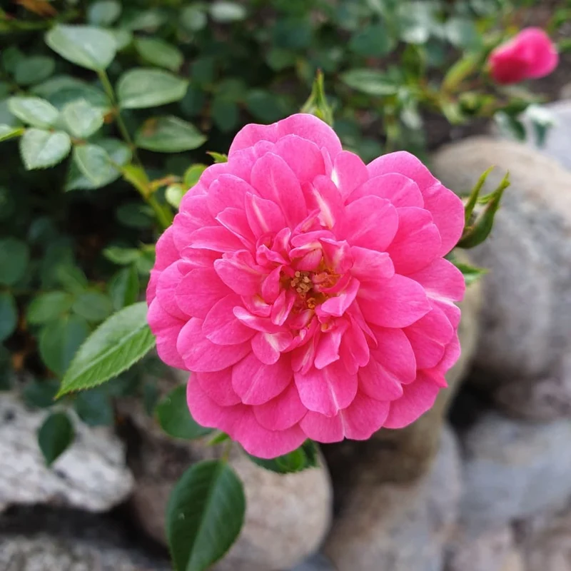 Bodendeckerrose 'Knirps'® Rosa