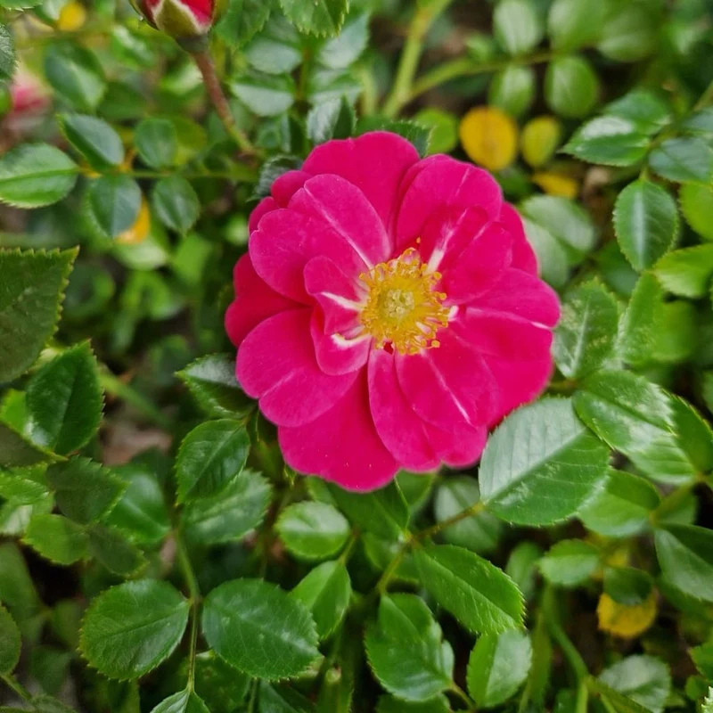 Bodendeckerrose 'Knirps'® Rosa