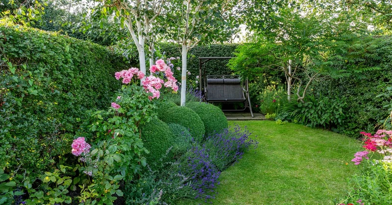 Glossy Leaf Compact Evergreen Shrub Seeds – Low Maintenance Landscape Plant