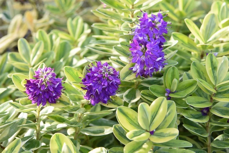 Glossy Leaf Compact Evergreen Shrub Seeds – Low Maintenance Landscape Plant