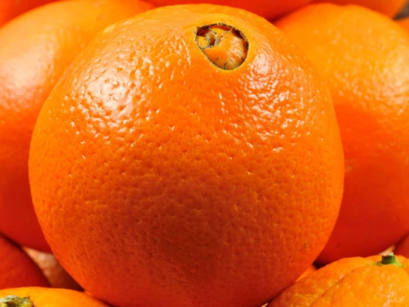 Navel Orange Seeds for Planting – Grow Sweet & Seedless Oranges