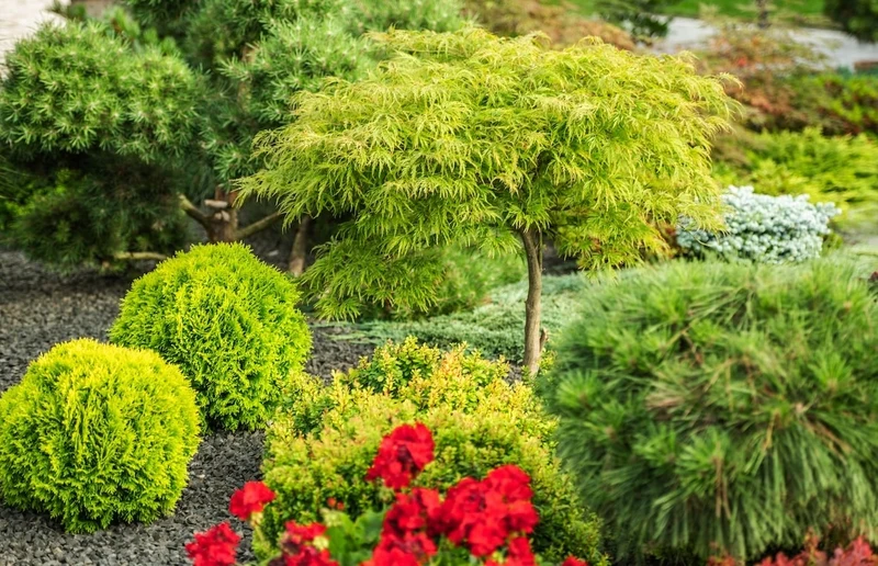 Oak-Leaf Evergreen Shrub Seeds – Low Maintenance for Borders & Hedges