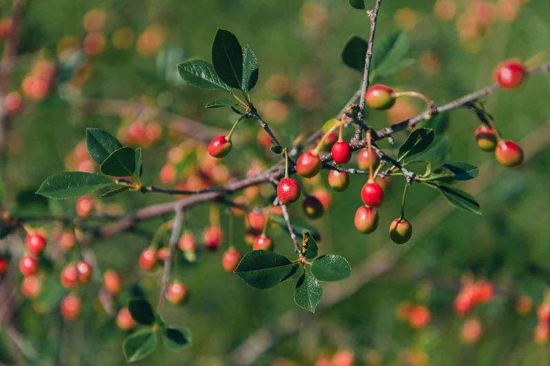 Fast Growing Evergreen Berry Shrub Seeds – Dense Foliage & Red Berries