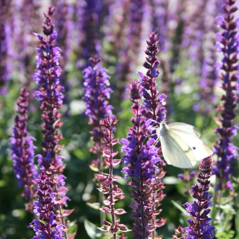 Blüten-Salbei 'Ostfriesland' Violett