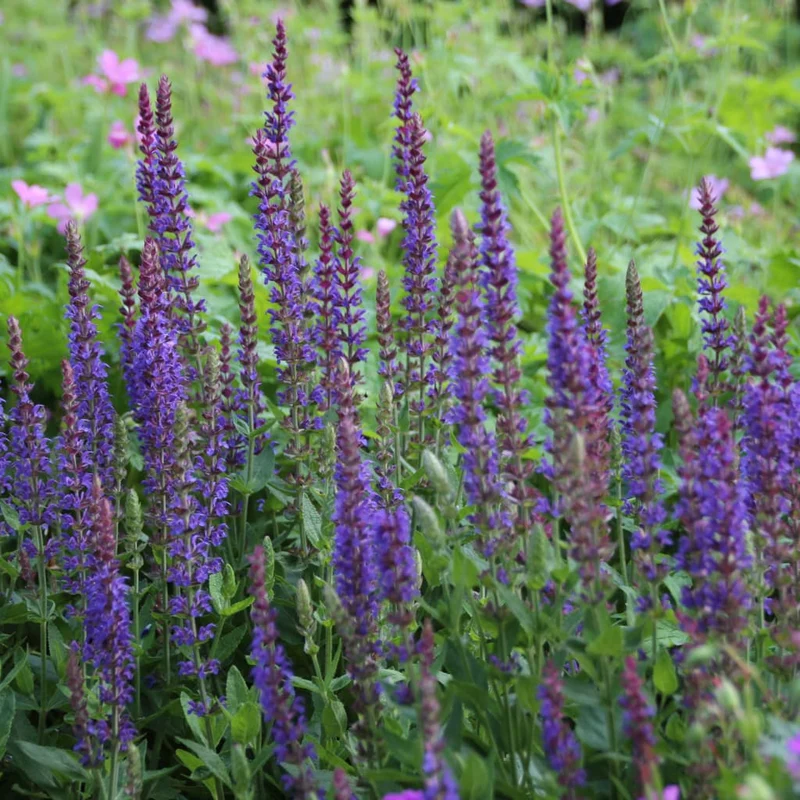 Blüten-Salbei 'Ostfriesland' Violett