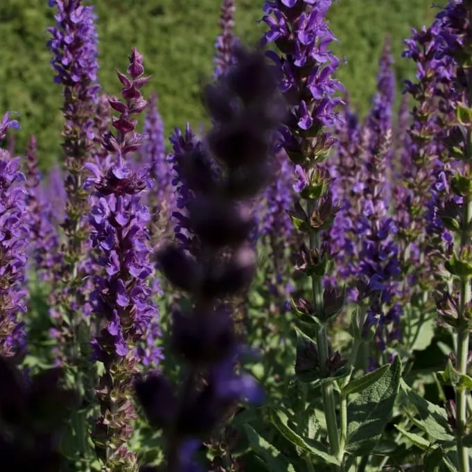 Blüten-Salbei 'Ostfriesland' Violett