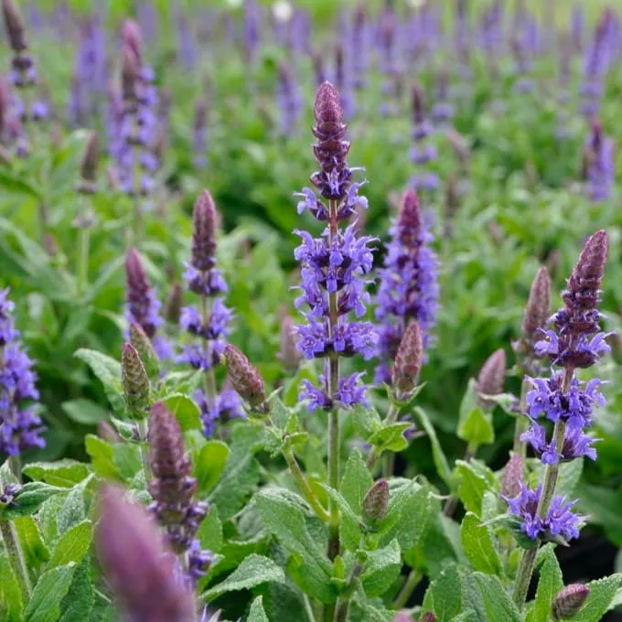 Blüten-Salbei 'Ostfriesland' Violett