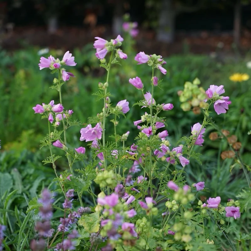 Moschus-Malve Rosa