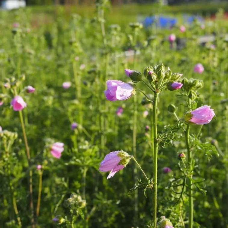 Moschus-Malve Rosa