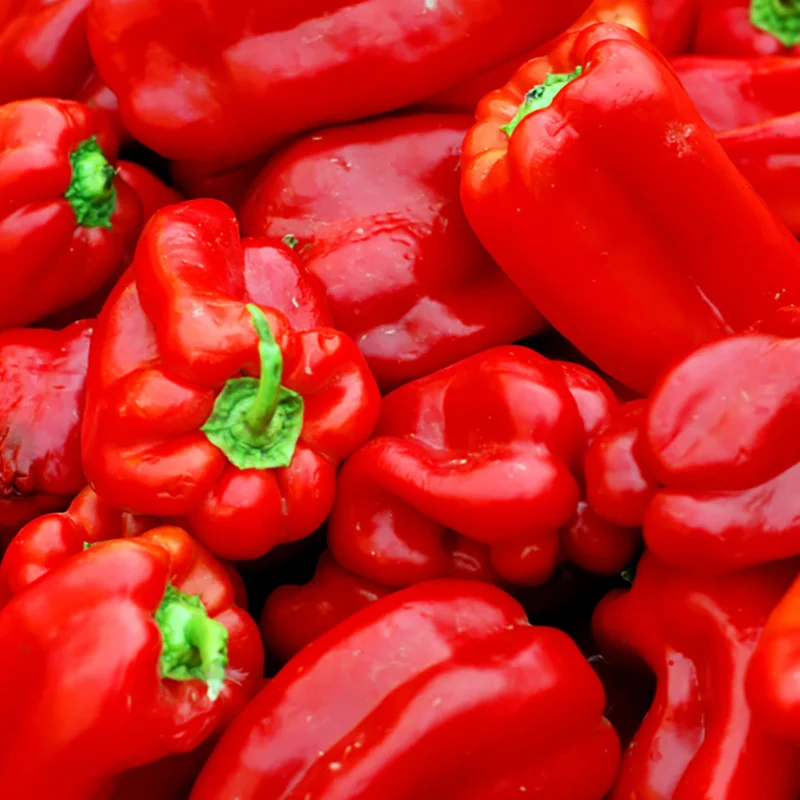 Ace Red Bell Pepper Seeds – High-Yield, Sweet & Early Maturing