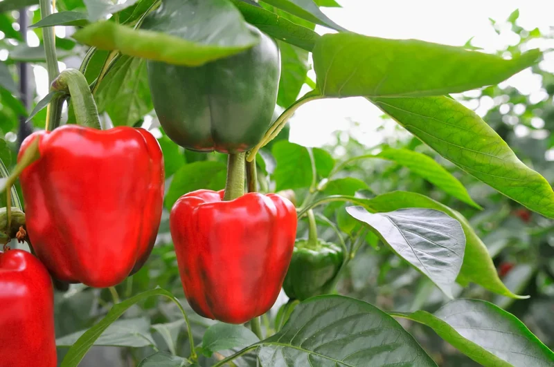 Ace Red Bell Pepper Seeds – High-Yield, Sweet & Early Maturing