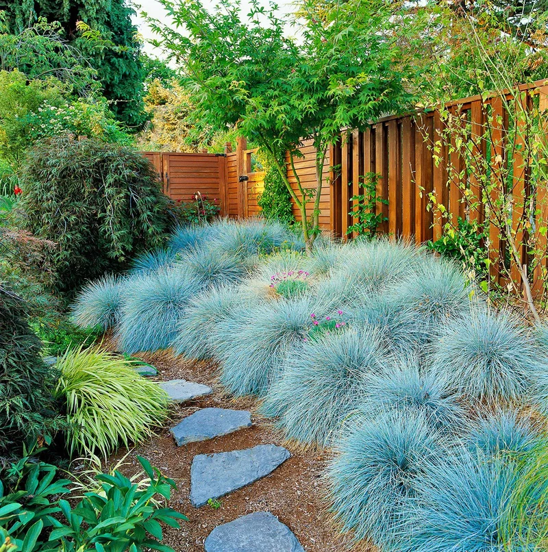 Silvery-Blue Groundcover Seeds – Low-Growing Ornamental Foliage Plant