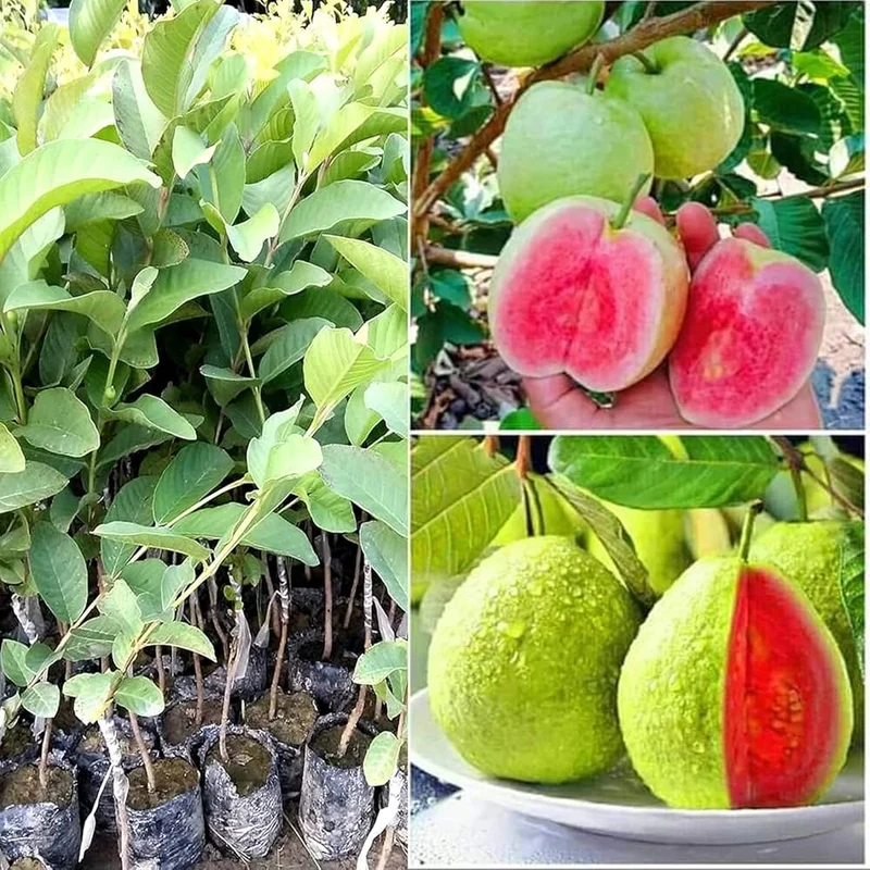 Vietnamese Pink Guava Seeds – Sweet & Aromatic Tropical Fruit for Planting