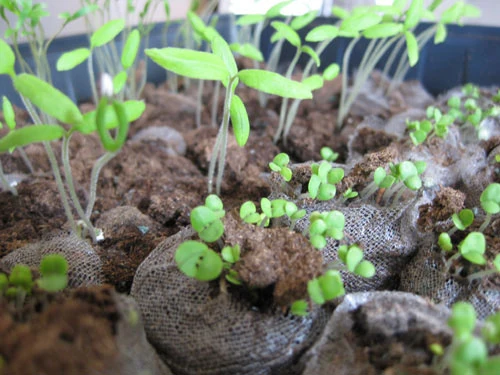 Fast-Growing Seeds – Premium Quality, High Germination, Non-GMO, Easy to Grow