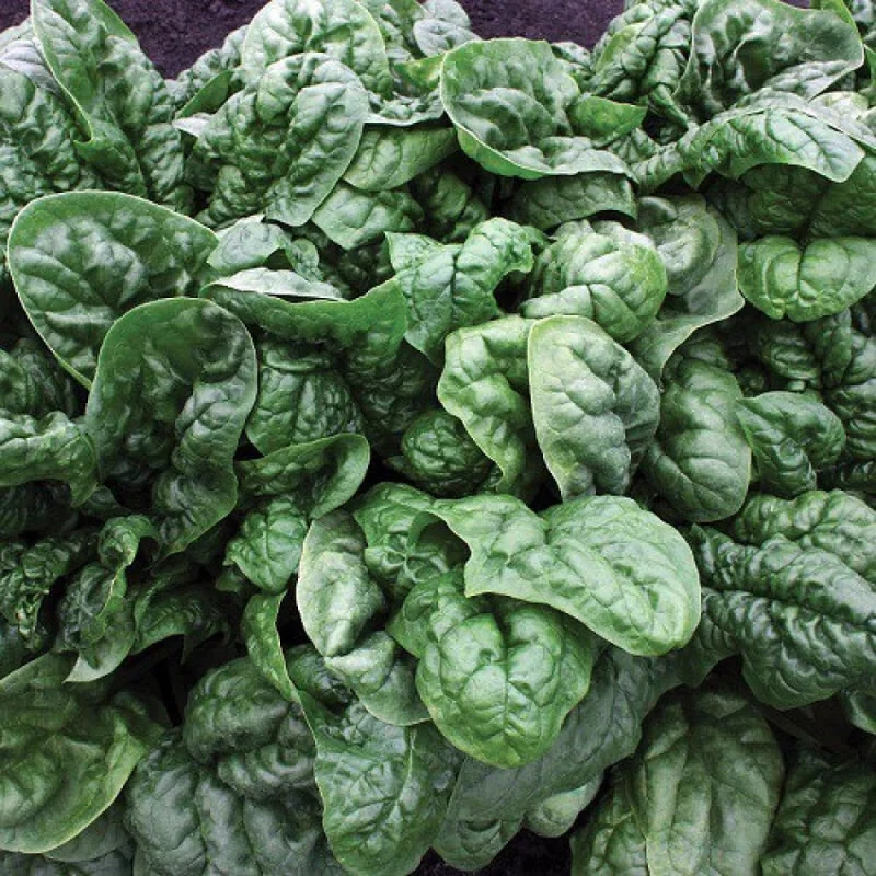 Avon Spinach Seeds - High-Yield, Nutrient-Rich Green for Your Garden