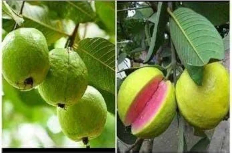 Pink Supreme Guava Seeds – Sweet & Juicy Tropical Fruit for Planting