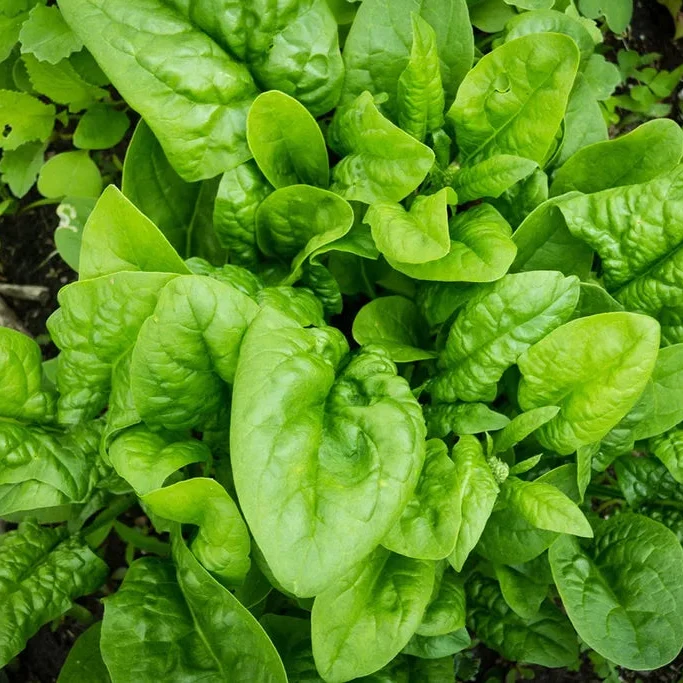Organic Hammerhead Spinach Seeds – Hearty, Nutritious Greens for Your Garden