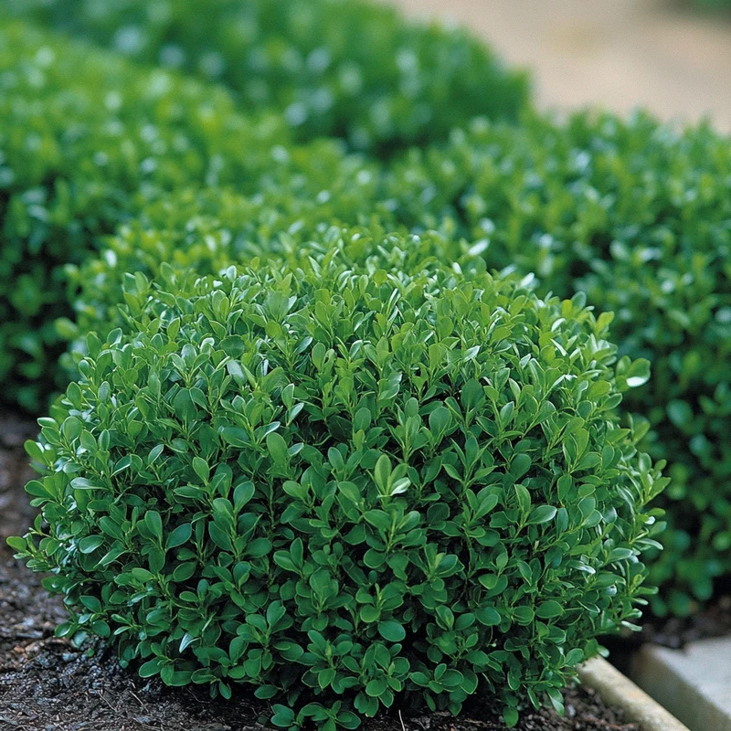 Winter Gem Boxwood Seeds – Cold-Hardy Evergreen Shrub for Lush Landscaping