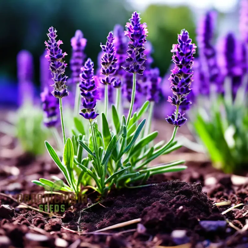 Lavandin (Lavandula × intermedia) Seeds – Highly Fragrant Blooms for Gardens & Aromatherapy