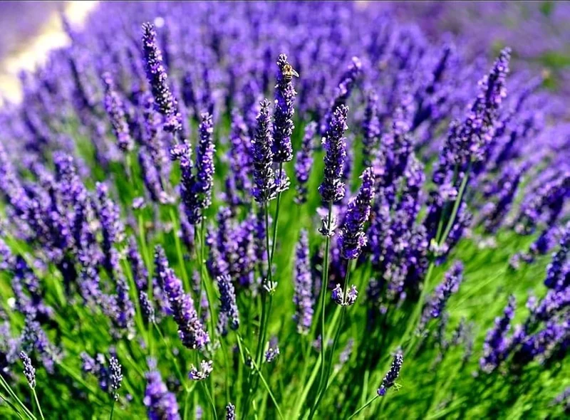 Lavender Seeds (English Lavender Seeds) - Classic Fragrant Blooms for Gardens