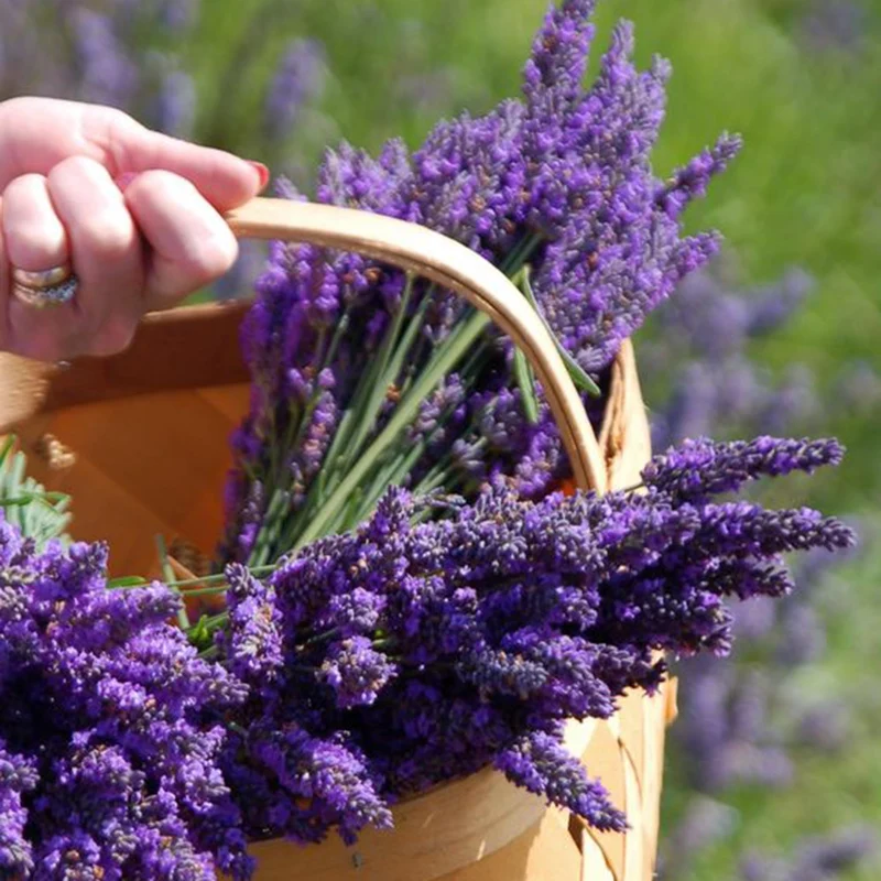 Lavender Seeds (English Lavender Seeds) - Classic Fragrant Blooms for Gardens
