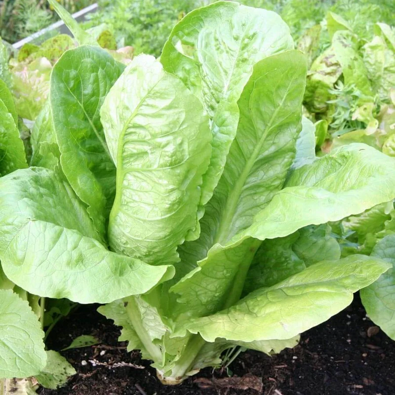 Paris Island Cos Lettuce Seeds – Heirloom, Crisp & Nutritious Variety for Your Garden