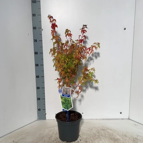 Japanischer Ahorn (Acer palmatum 'Bi-Hoo')