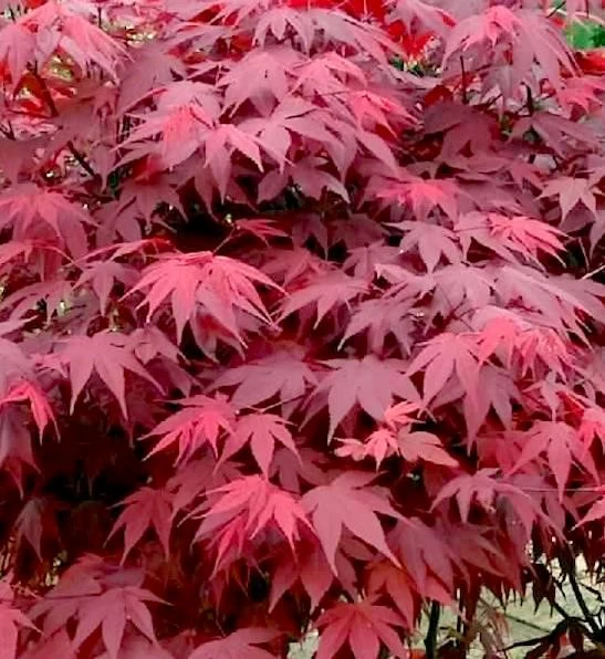 Japanischer Ahorn (Acer palmatum 'Atropurpureum')
