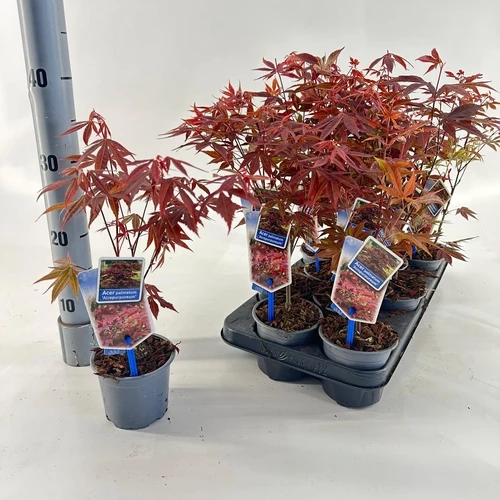 Japanischer Ahorn (Acer palmatum 'Atropurpureum')