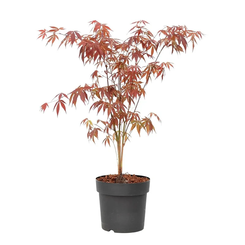 Japanischer Ahorn (Acer palmatum 'Atropurpureum')