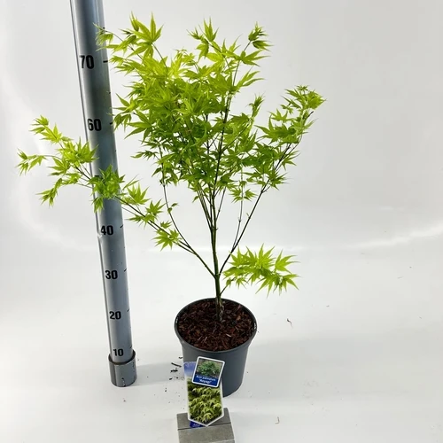 Japanischer Ahorn (Acer palmatum 'Aoyagi')
