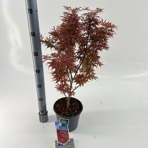 Japanischer Ahorn (Acer palmatum 'Jerre Schwartz')