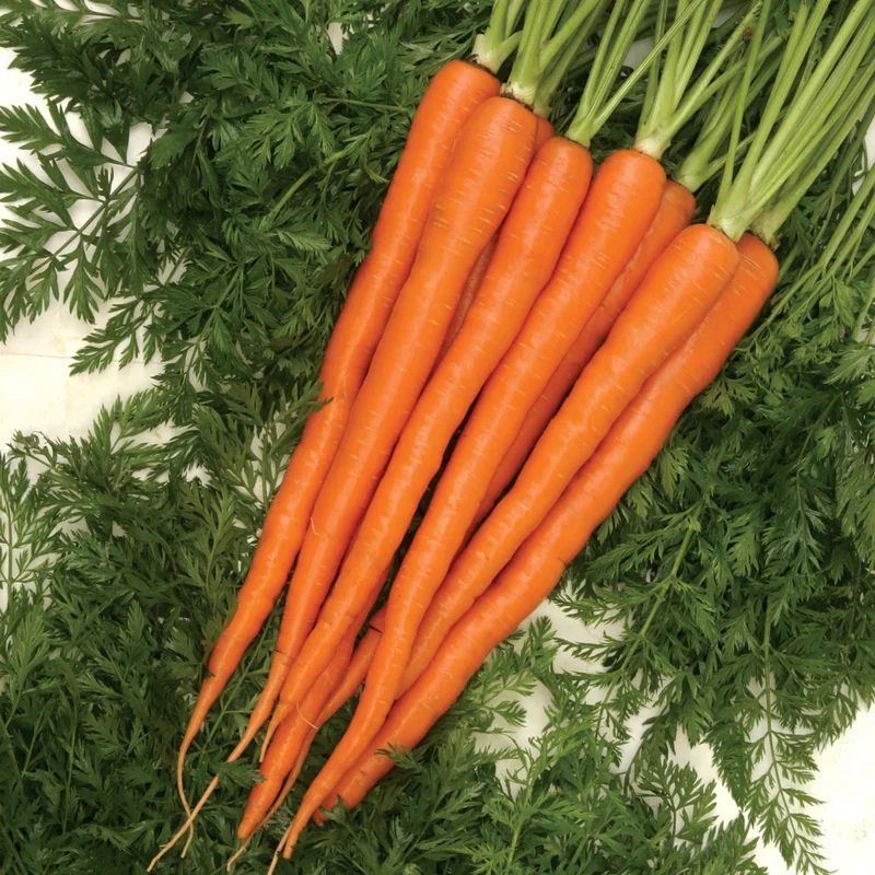 Sugarsnax 54 Carrot Seeds – Sweet, Crisp & High-Yield Variety