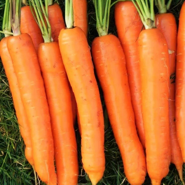 Imperator 58 Carrot Seeds – Heirloom, Sweet & Crisp, High-Yield Garden Variety