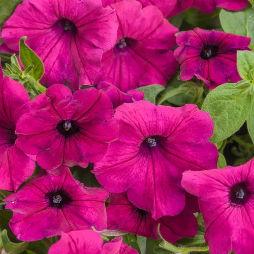 Magenta Petunia Seeds – Vibrant Garden Blooms for Beds & Hanging Baskets