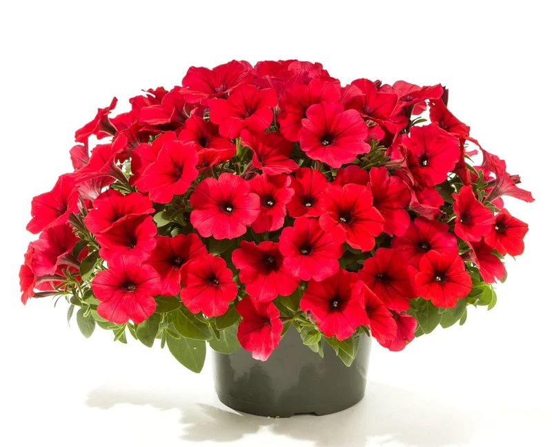 Scarlet Red Petunia Seeds – Bright Fiery Blooms for Gardens & Hanging Baskets
