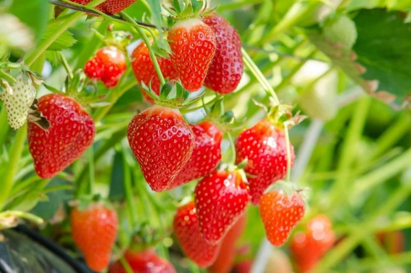 San Andreas Strawberry Seeds for Planting – Everbearing, Large & Sweet Berries