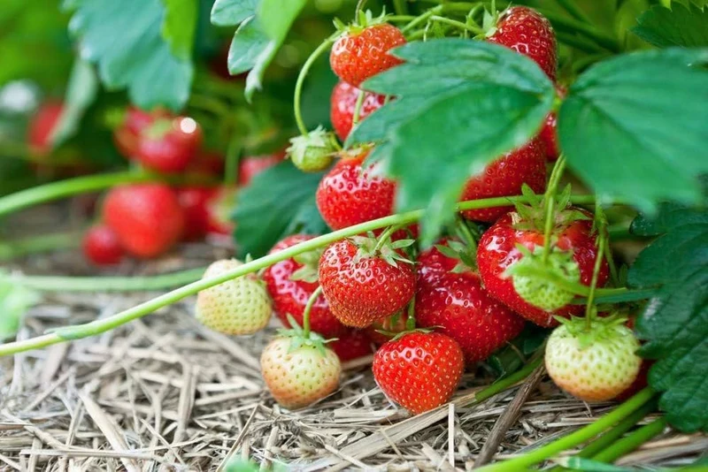San Andreas Strawberry Seeds for Planting – Everbearing, Large & Sweet Berries