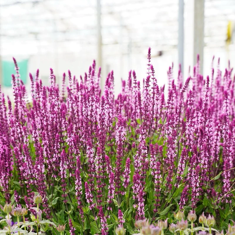 Blüten-Salbei 'Caradonna Pink' Rosa